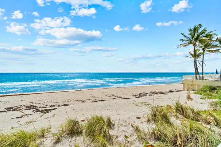 Expansive sandy beach with ocean waves, framed by natural dune grasses and established palm trees