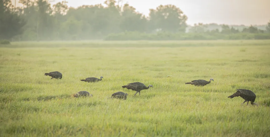 Wildlife Turkeys