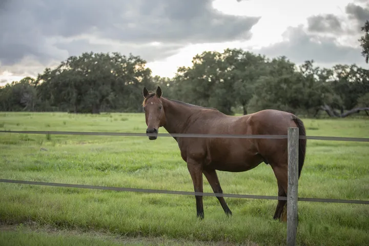 A Horses