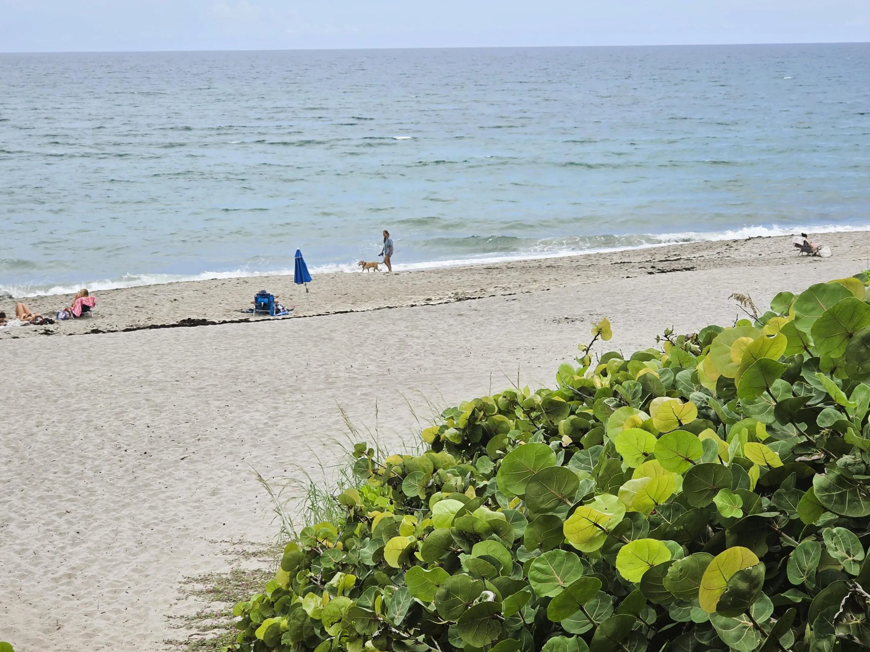 Dog friendly beach