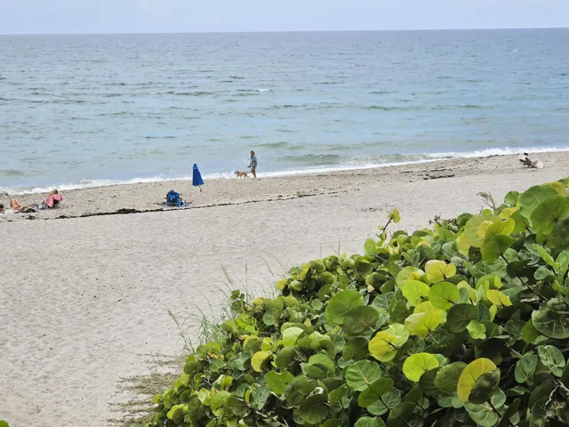 Dog friendly beach