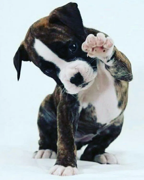 Pet friendly