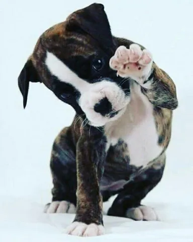 Pet friendly