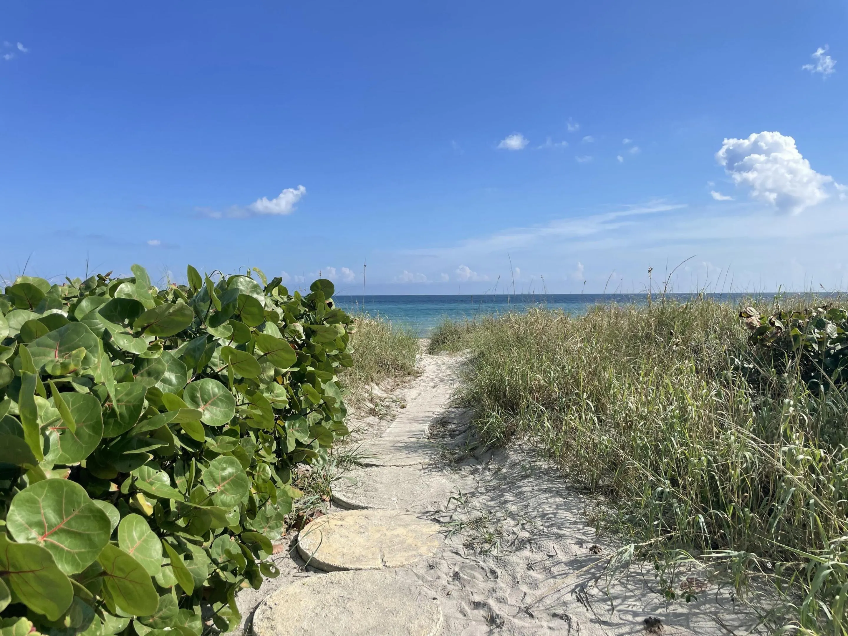 Sand path with stepping stones, bordered by varied foliage and sea grasses, leading towards the ocean