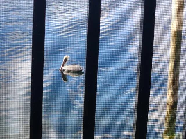 wildlife watching