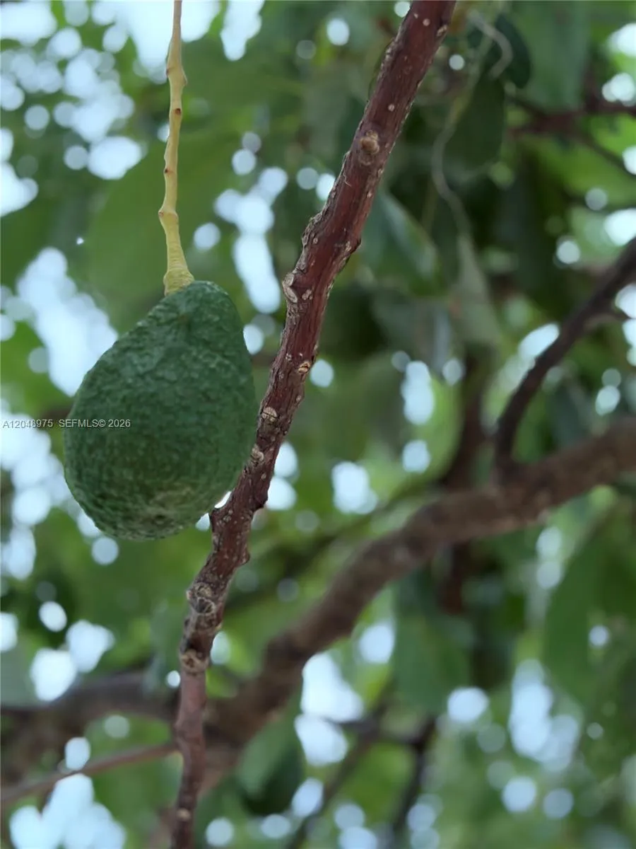 Haas Avocado Tree