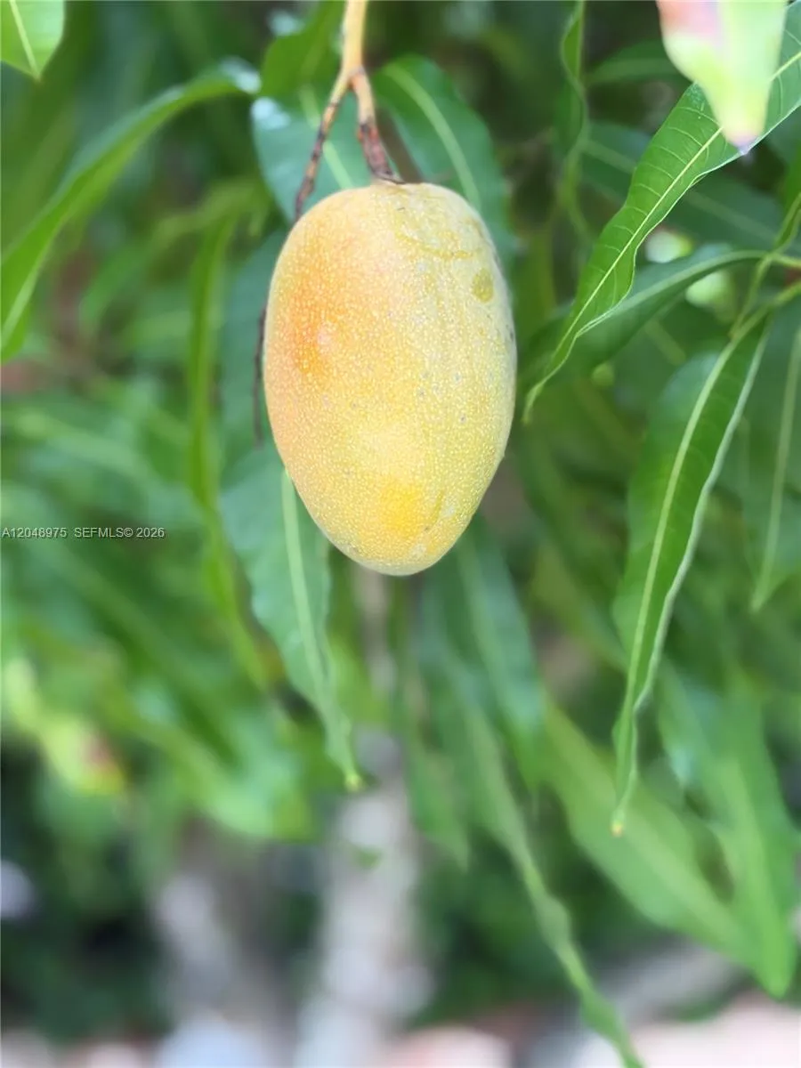 Mango Tree!