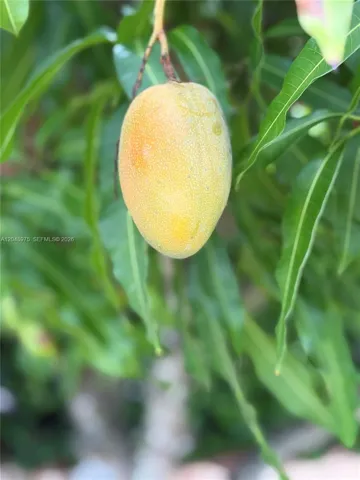 Mango Tree!