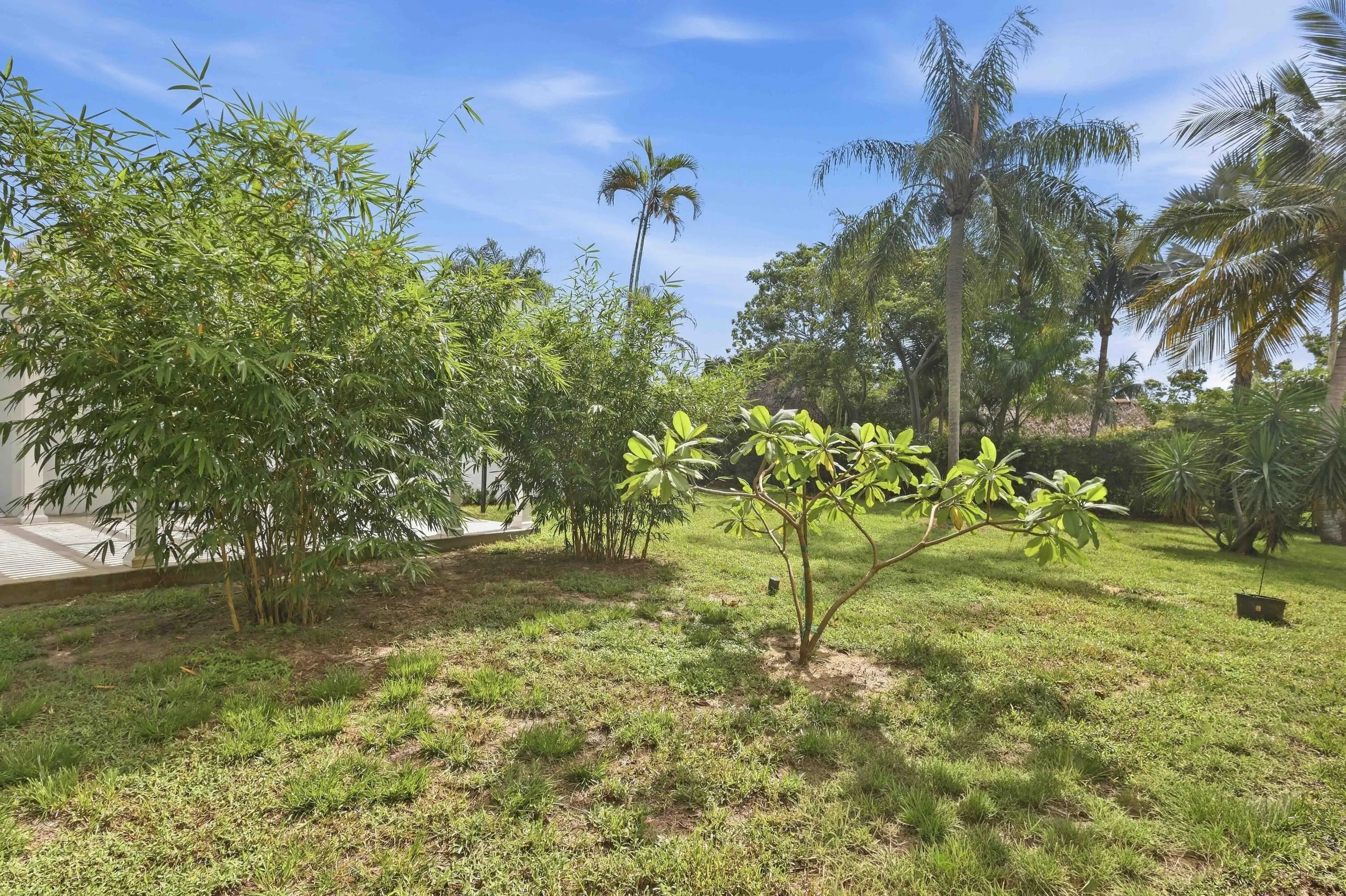 Expansive lawn area featuring bamboo plantings and mature palm trees