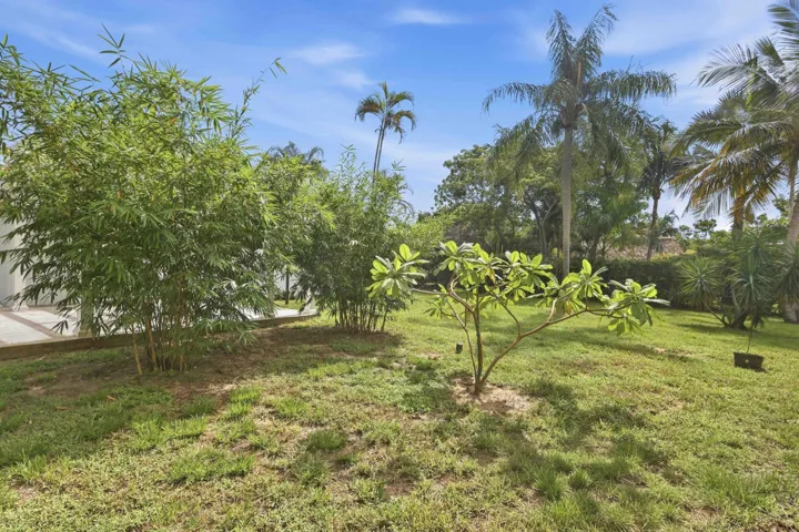 Expansive lawn area featuring bamboo plantings and mature palm trees