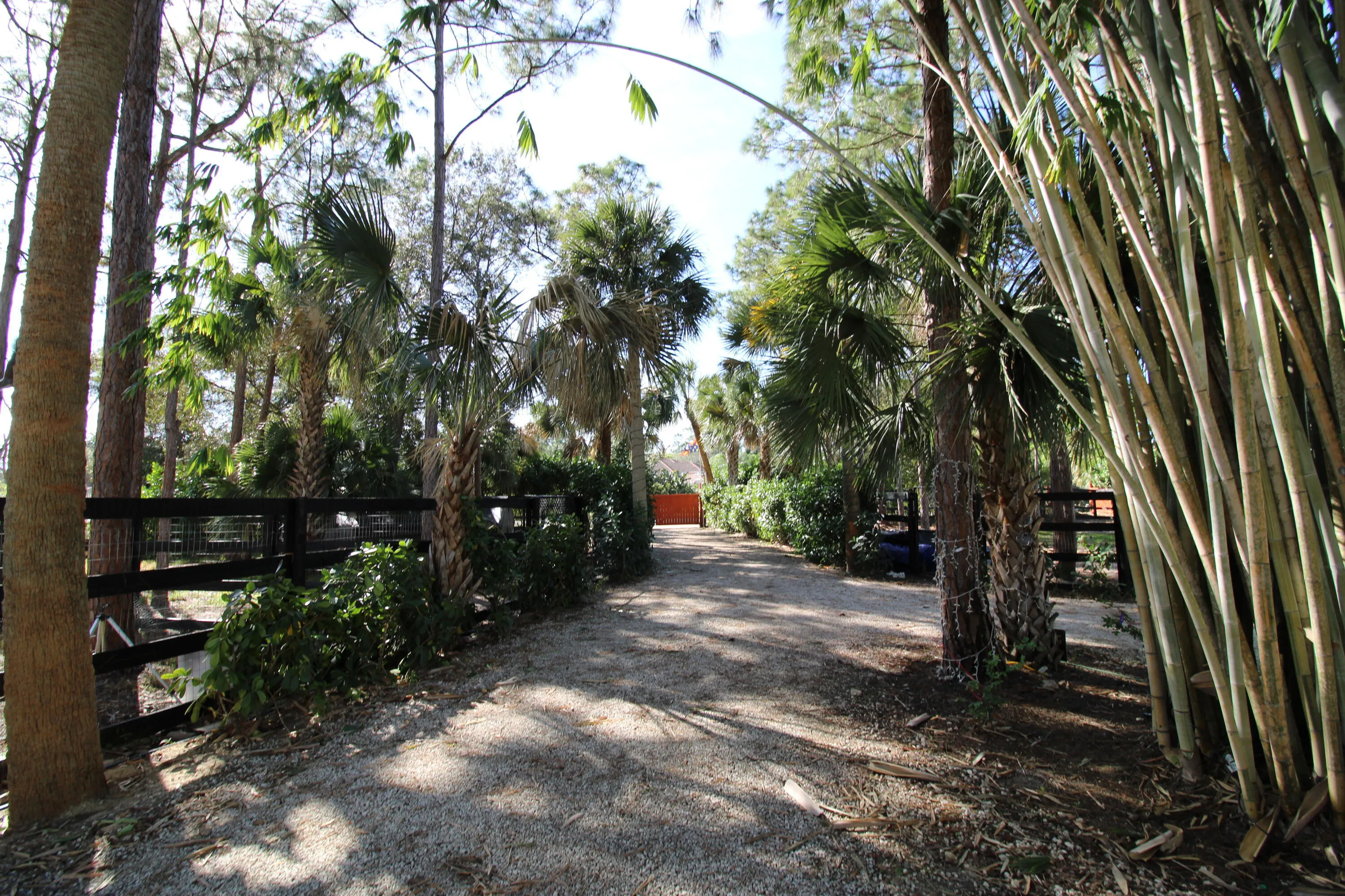 Palm boulevard style driveway
