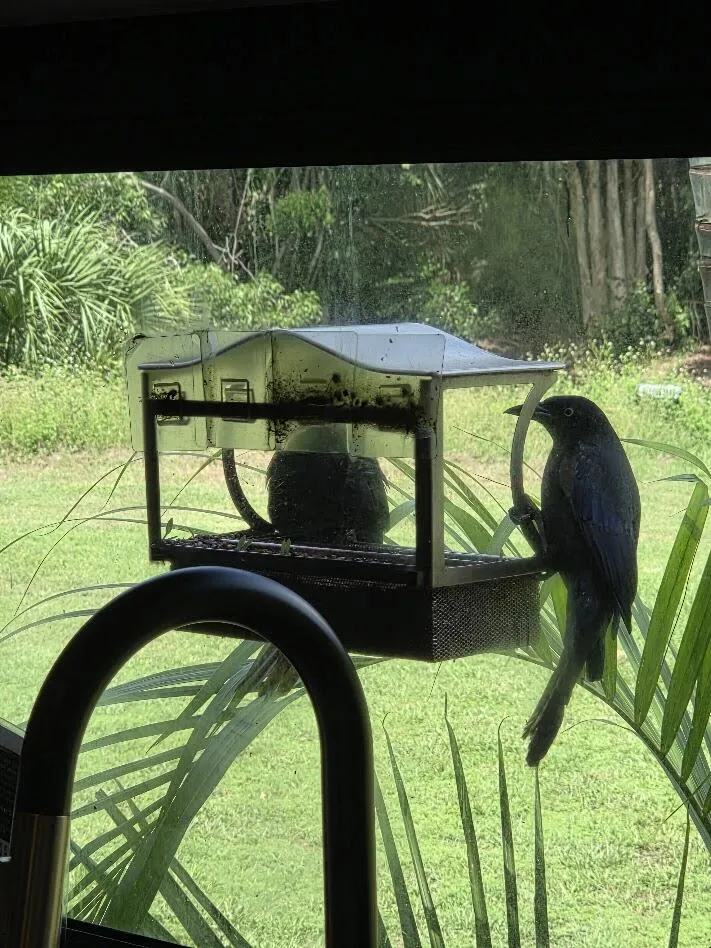 RV: Window bird feeders