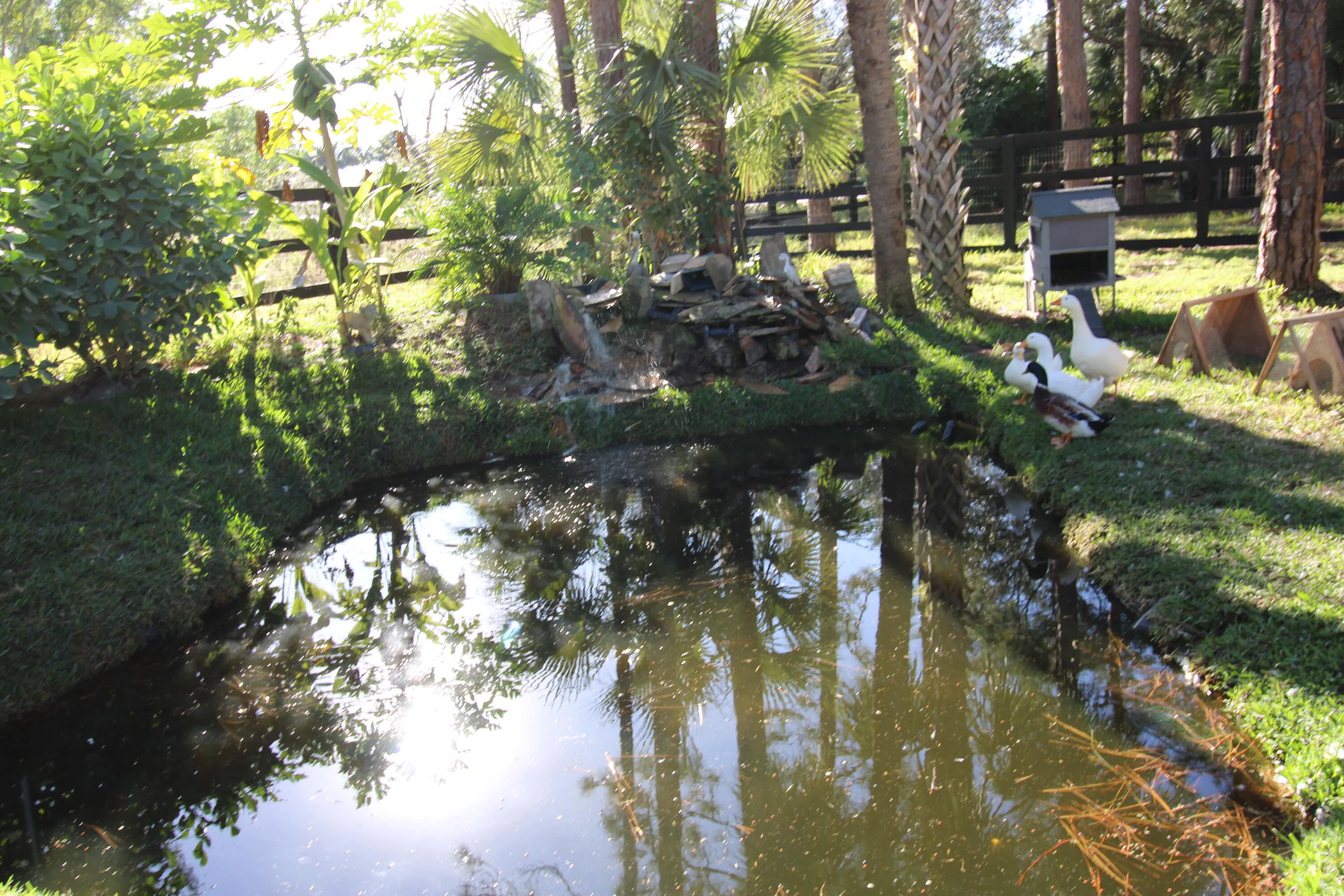 Duck pond with waterfall, fruit trees and paddock fence