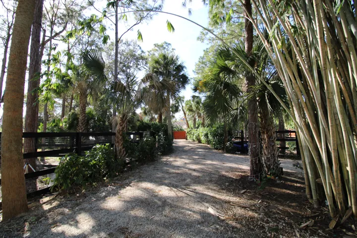 Palm boulevard style driveway