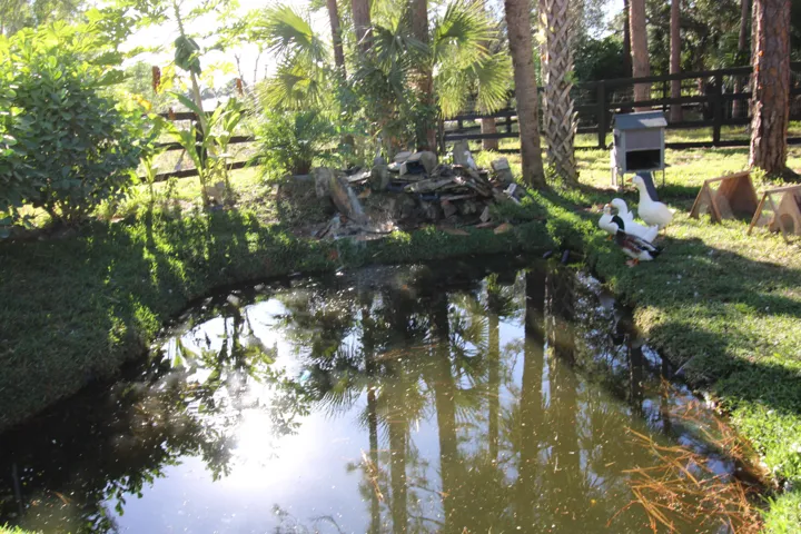 Duck pond with waterfall, fruit trees and paddock fence