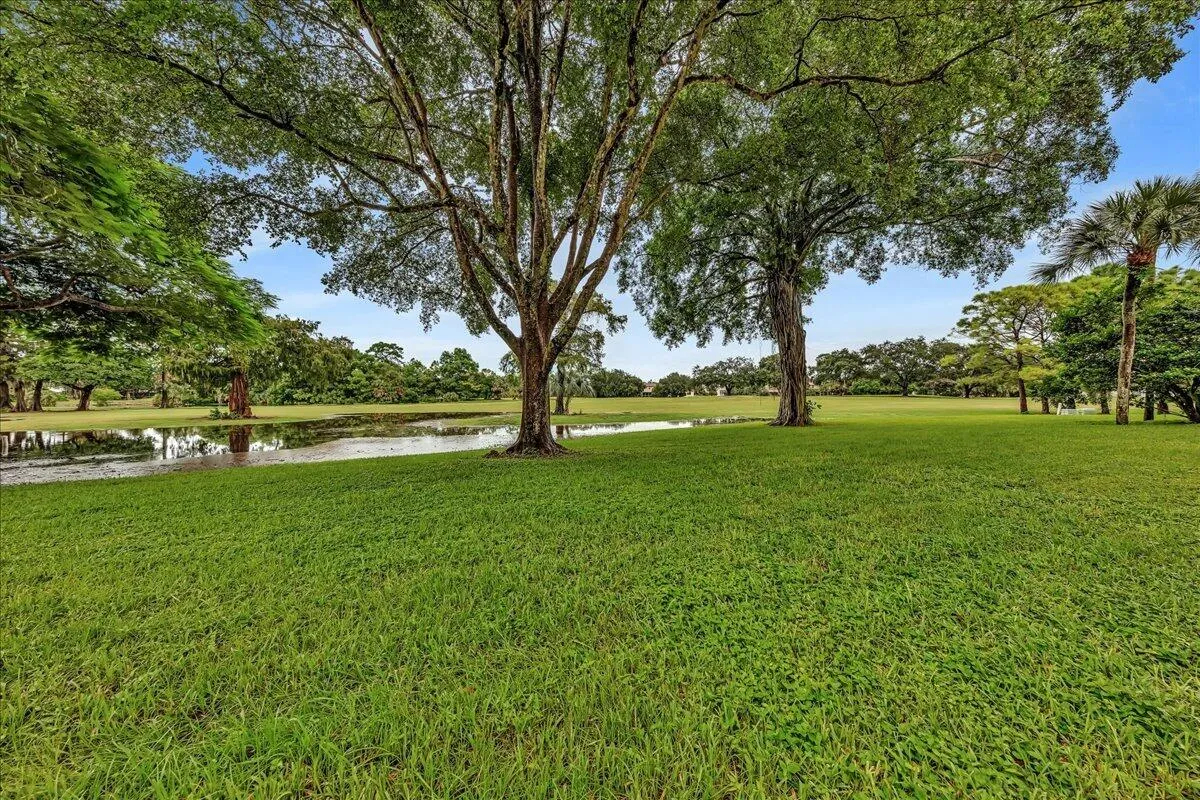 Lots of Trees