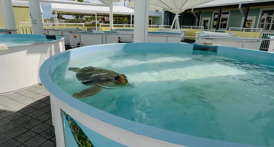 Loggerhead Marinelife Center is a renowned sea turtle rescue, rehabilitation and conservation center in Juno Beach, where visitors can see sea turtle patients, explore marine-life exhibits and learn about protecting South Florida’s coastal ecosystem. Approx. a 20-minute drive.