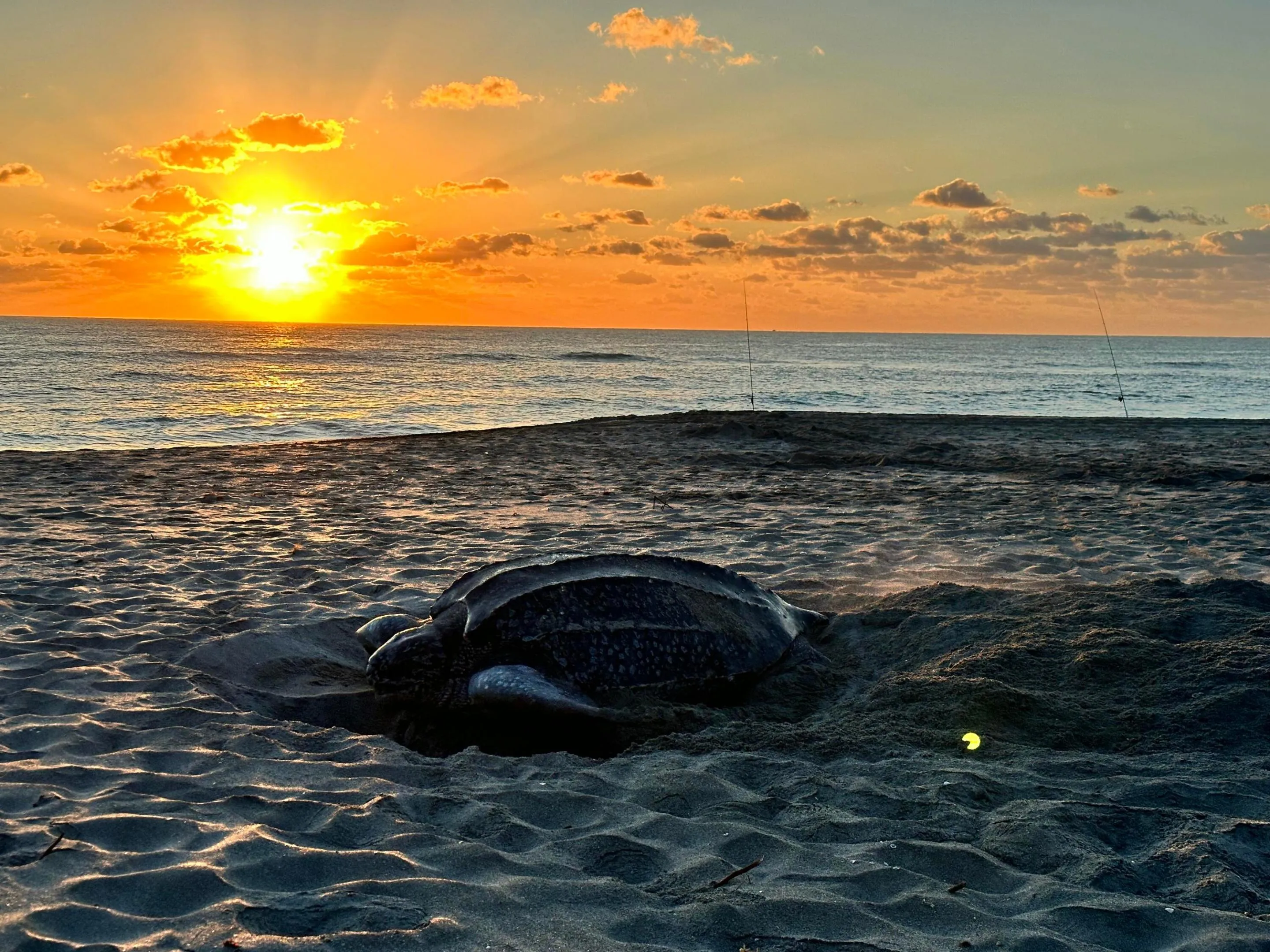 Massive mama turtles trek the sand with their flippers to drop off the next generation of ocean royalty. It's AMAZING to see!