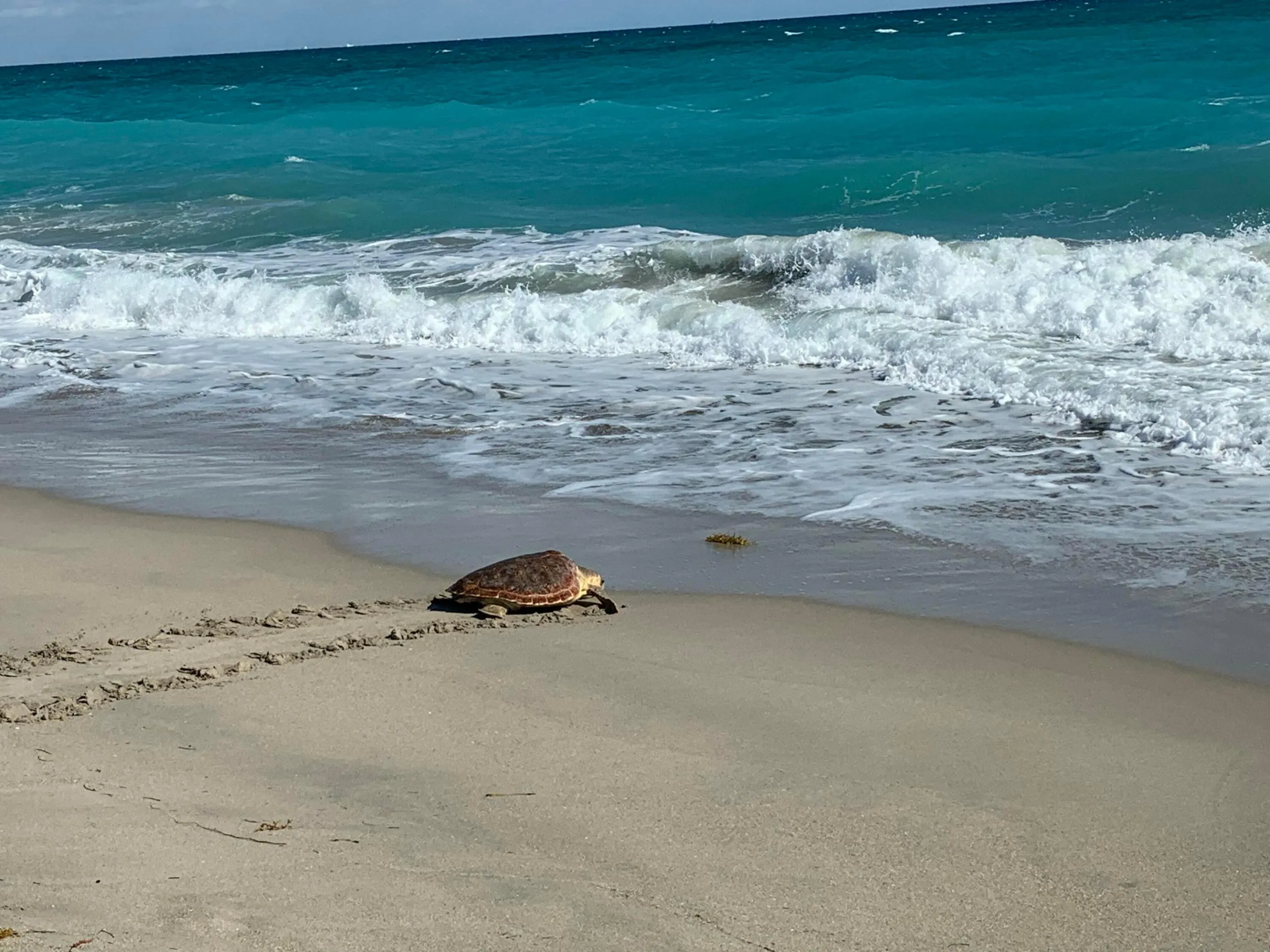 Massive mama turtles trek the sand with their flippers to drop off the next generation of ocean royalty. It's AMAZING to see!