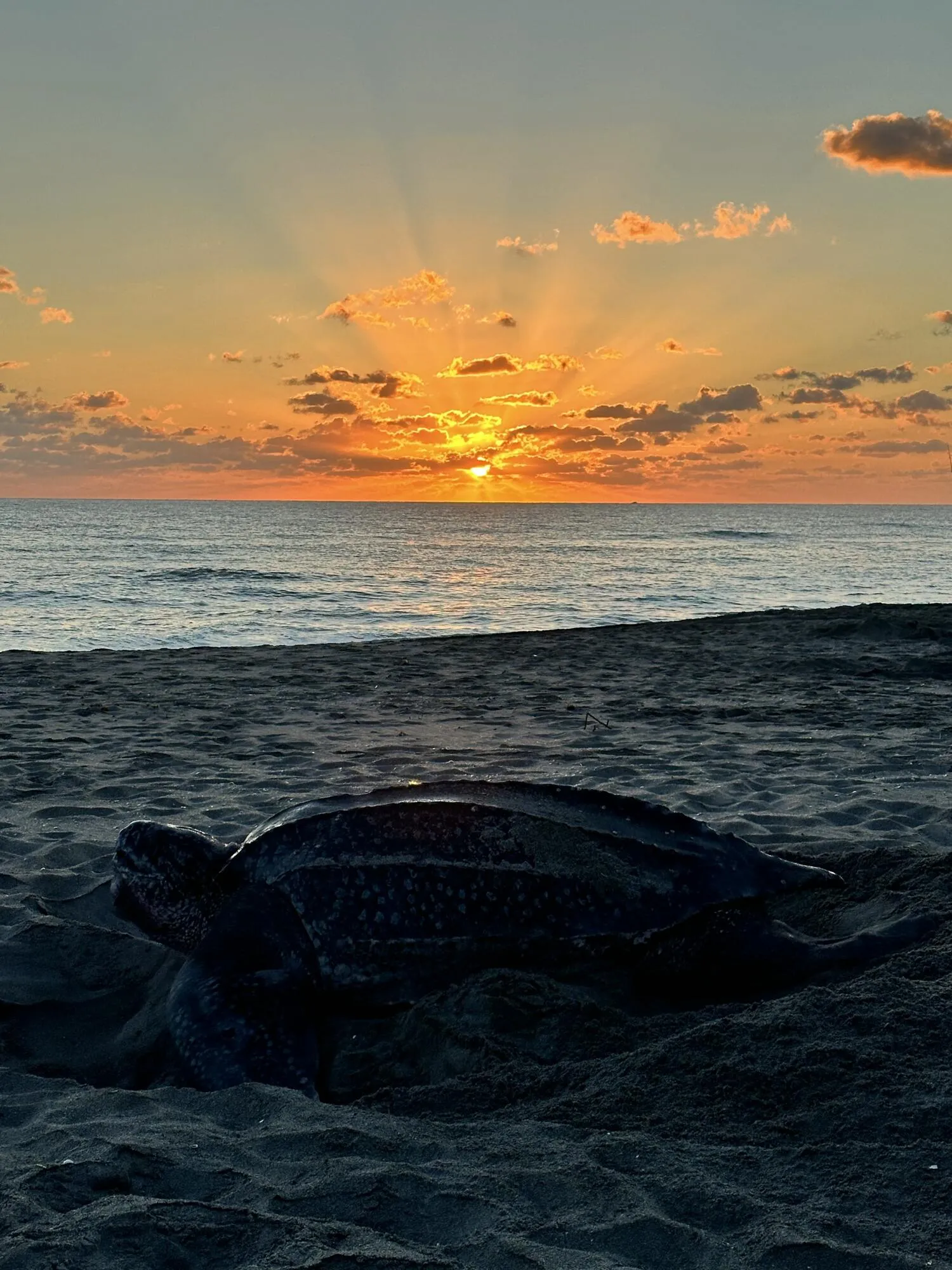 Massive mama turtles trek the sand with their flippers to drop off the next generation of ocean royalty. It's AMAZING to see!