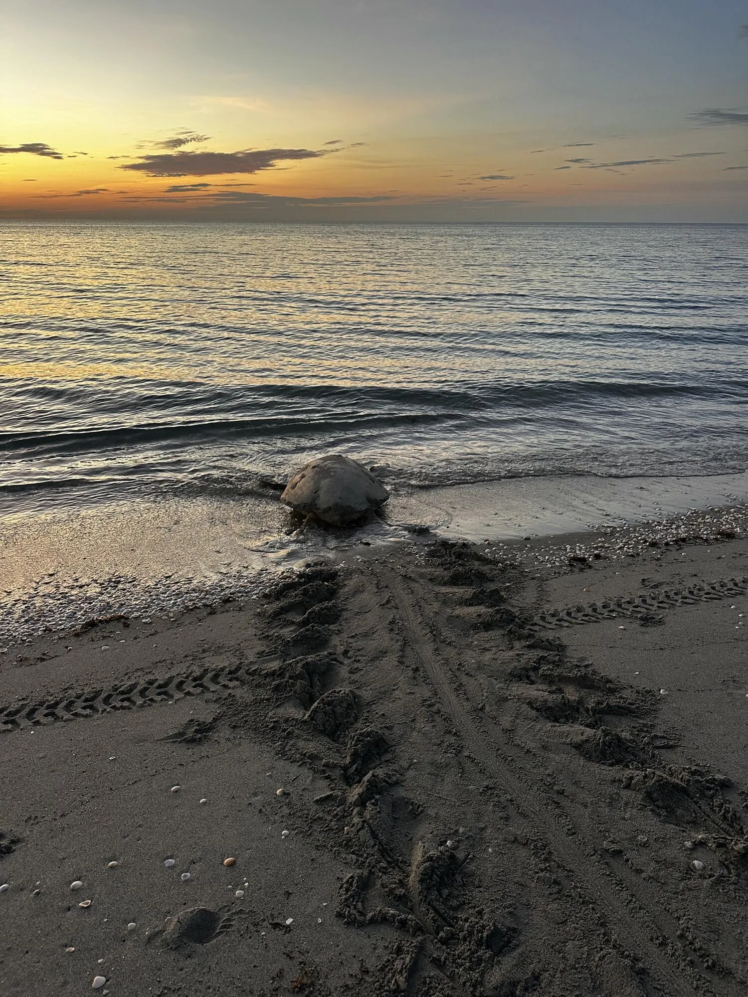 Massive mama turtles trek the sand with their flippers to drop off the next generation of ocean royalty. It's AMAZING to see!