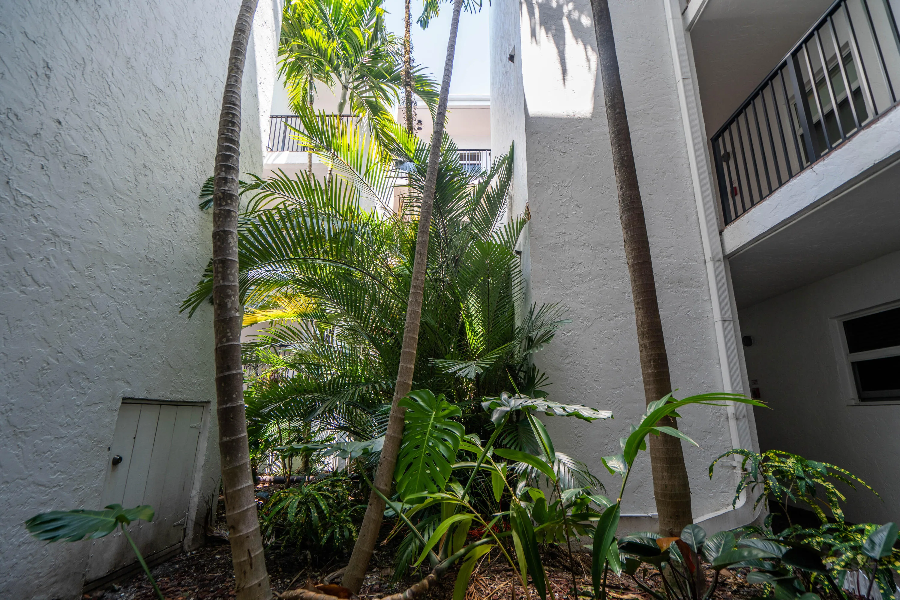 Lush tropical landscaping with mature palm trees and diverse foliage