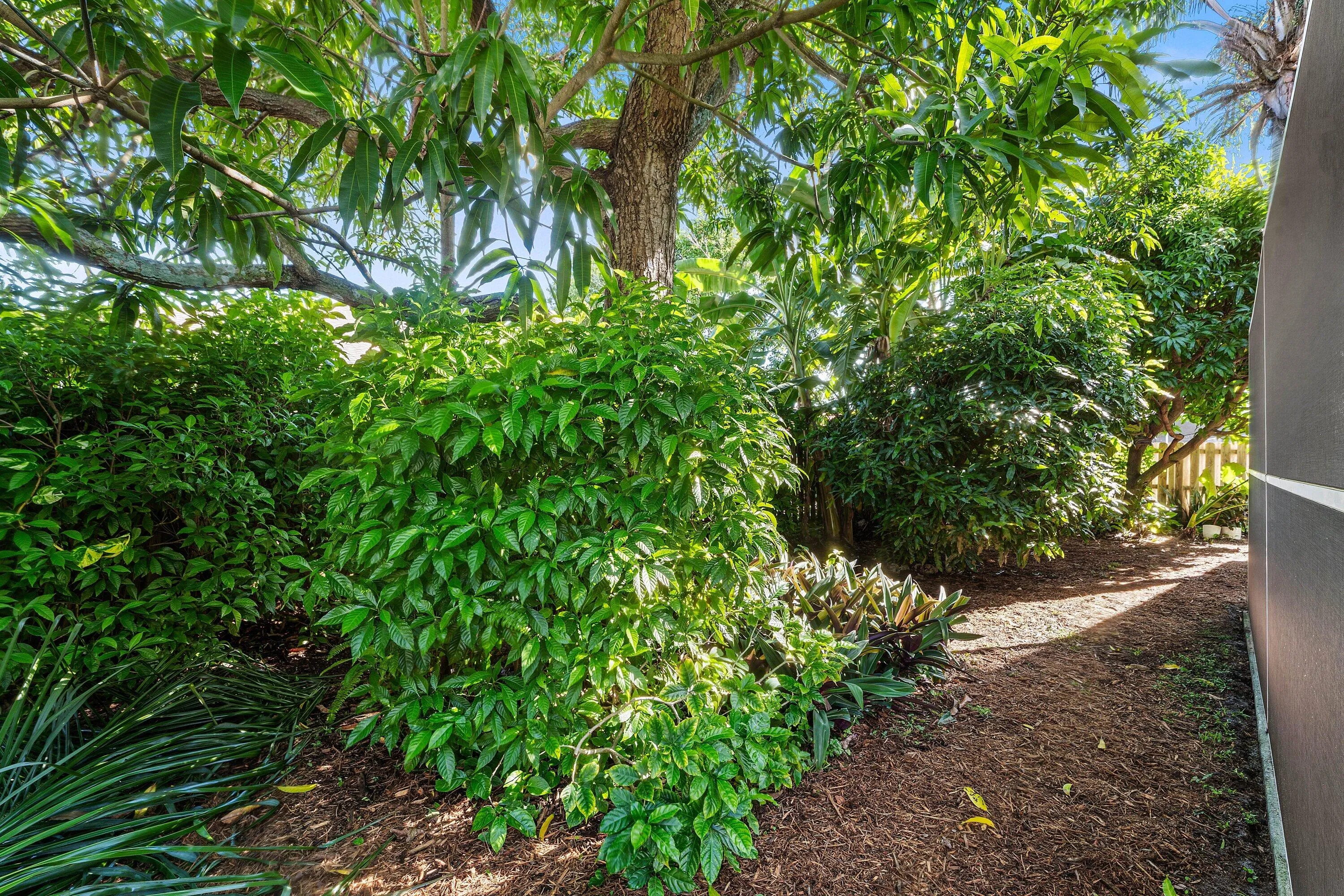 Back yard