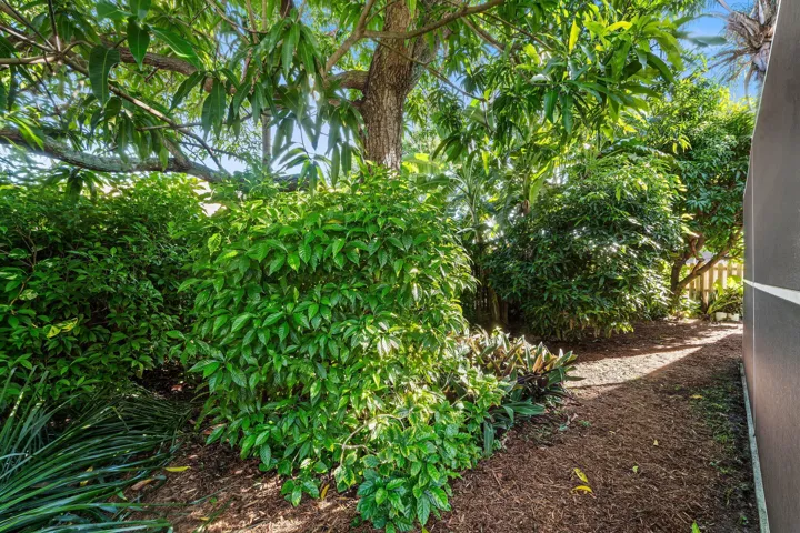 Back yard