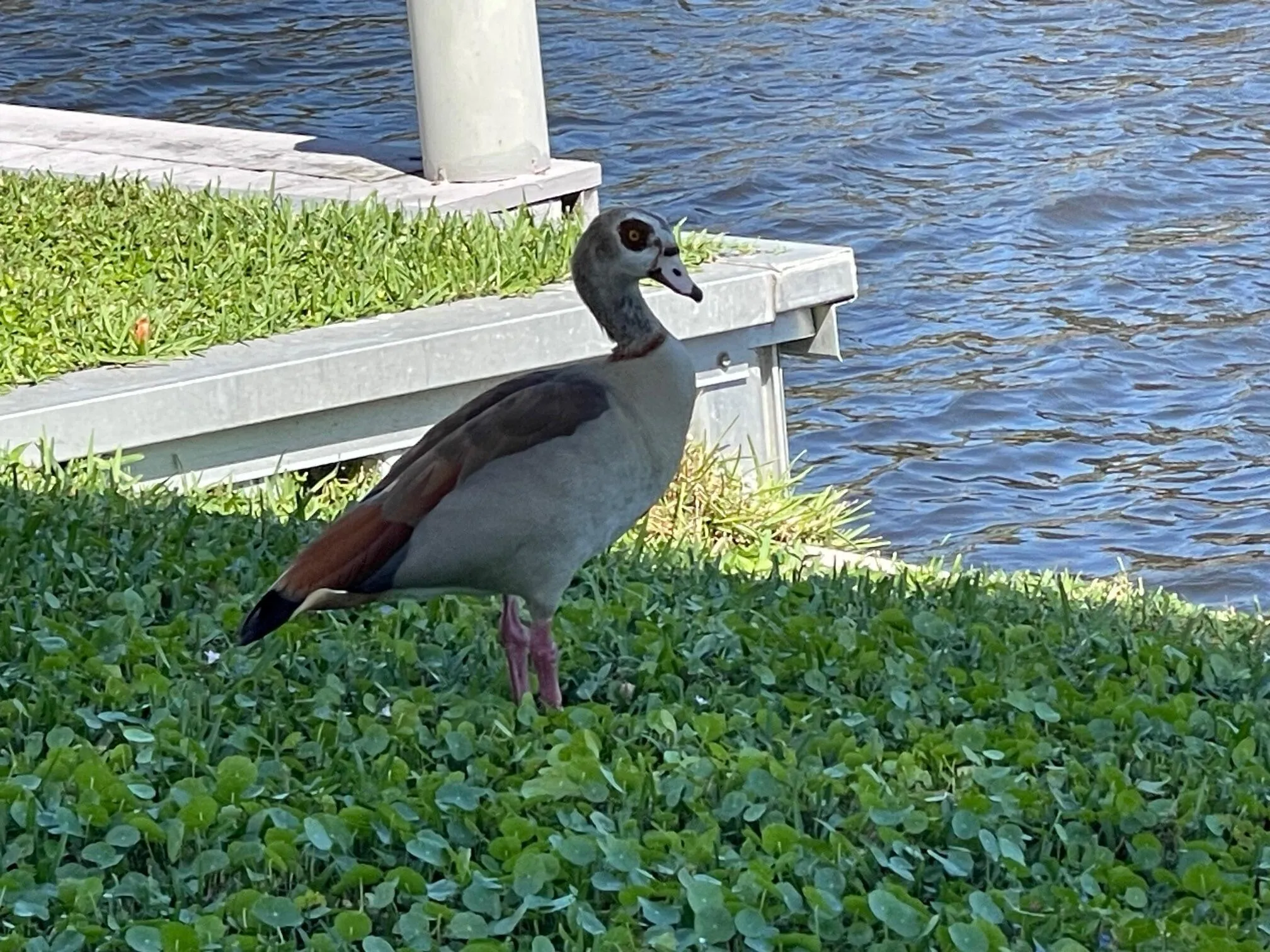BIRDS OF ALL KINDS AND MORE!!