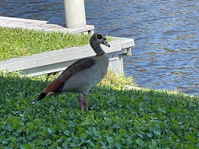 BIRDS OF ALL KINDS AND MORE!!