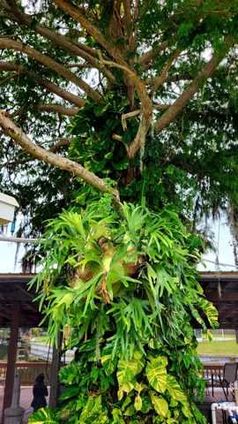 Staghorn Fern