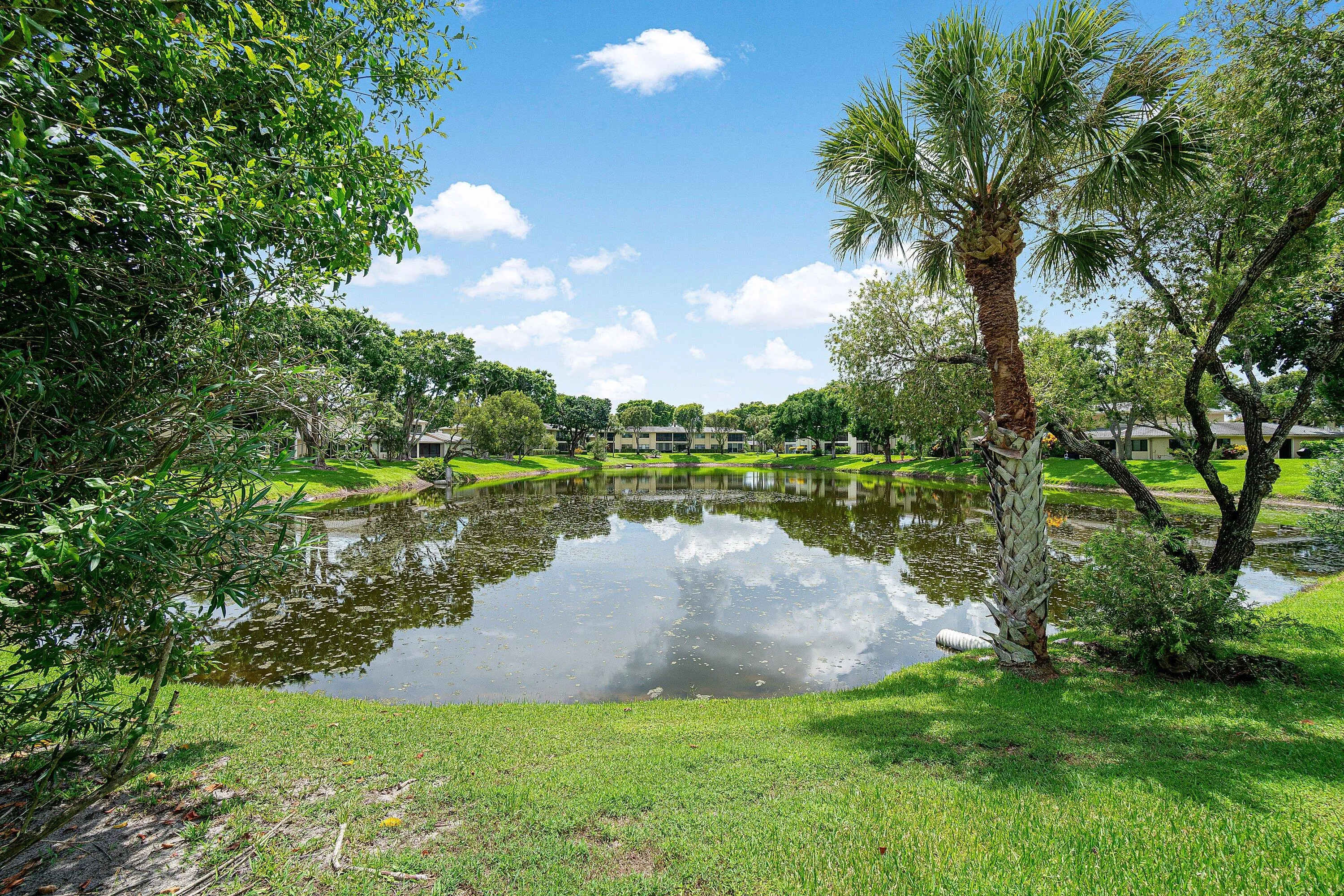 Lush green lawn surrounding a tranquil pond with mature trees and palm trees