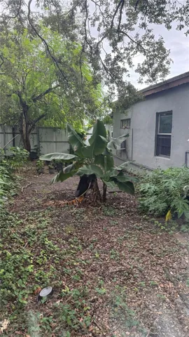 Lush side yard with banana tree