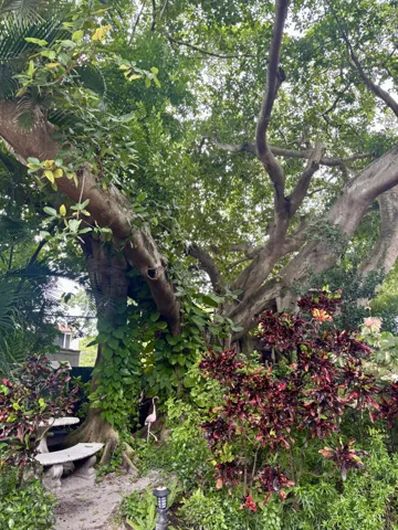 Banyan tree photo from Ken