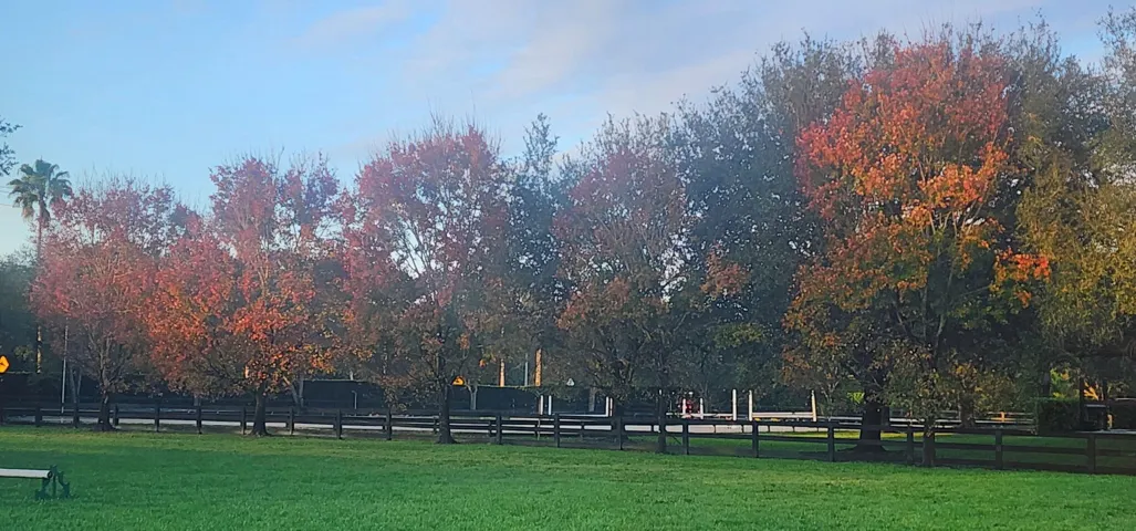 fall colors