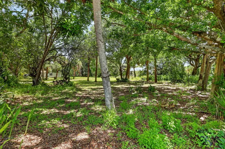 Expansive treed lot featuring mature foliage and dappled sunlight