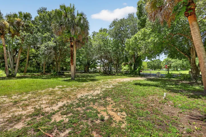 Expansive lot with mature palm trees and lush green foliage