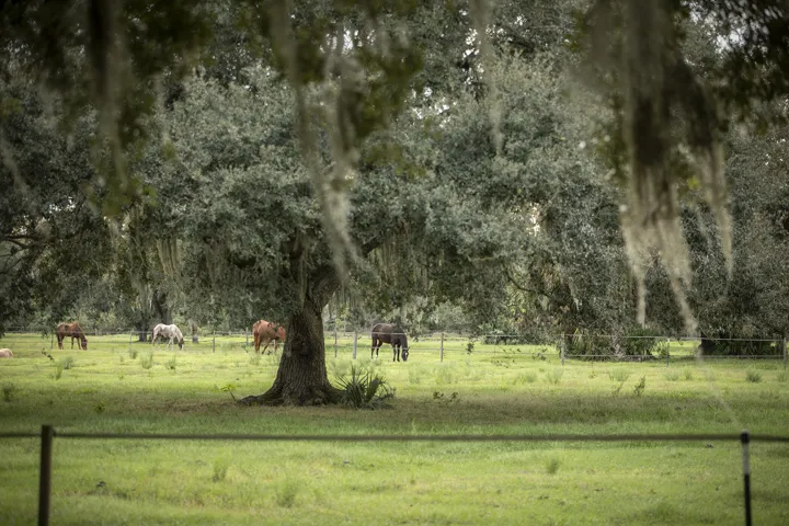 A Horse Pastures