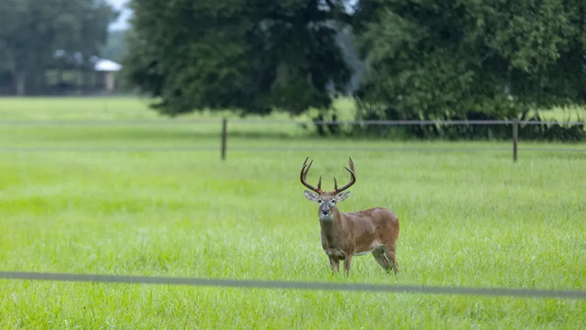 Deer