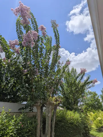 11262 pembroke flowers