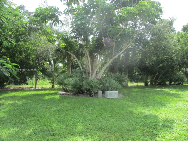 Royal Poinciana trees that shaded private area off Lanai