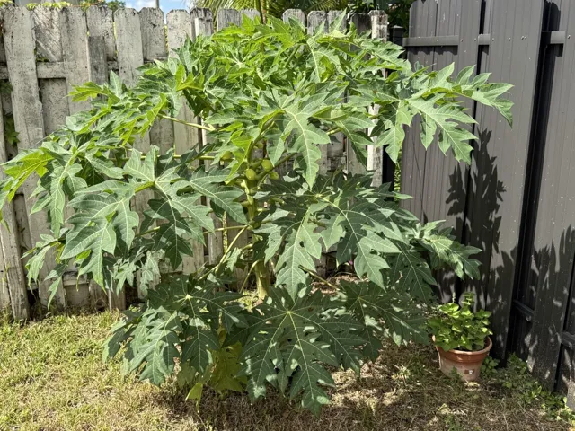 Papaya tree