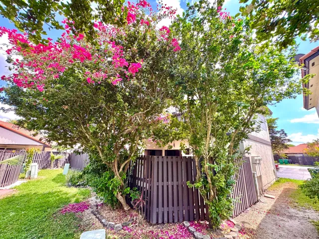 Bougainvillea and Jasmine