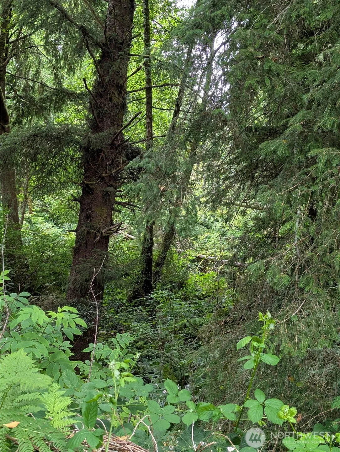 Property photo for 0 Lot 14 Lamontay Place, Ilwaco photo 3
