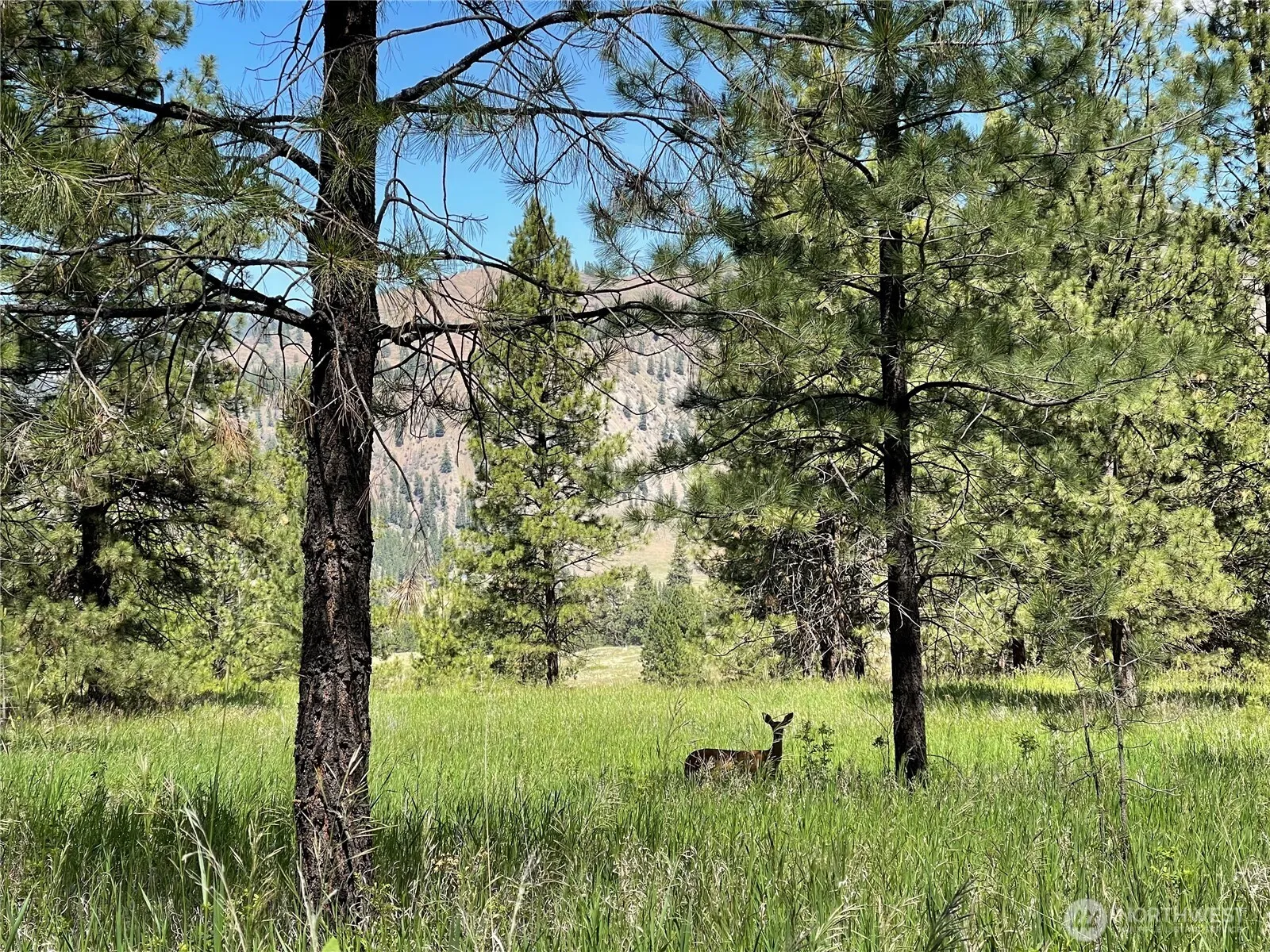 Property photo for 0 A Chopaka Way, Tonasket photo 4