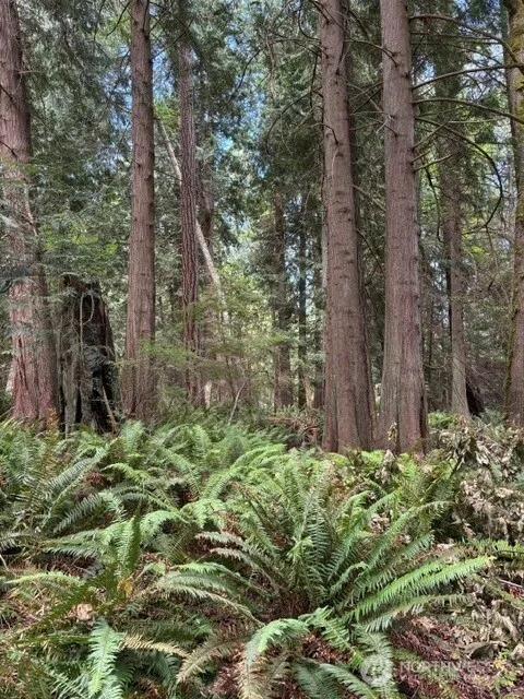 Property photo for 16230 Agate Pass Road #lot B, Bainbridge Island photo 3