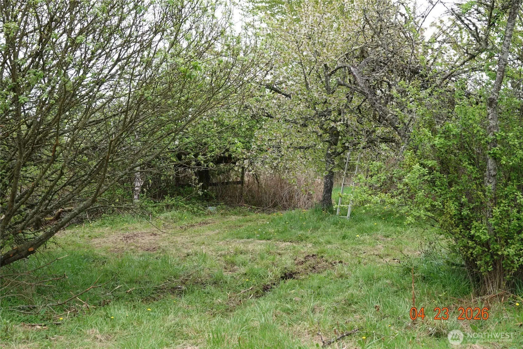 Property photo for 11703 34th Avenue E, Tacoma photo 4