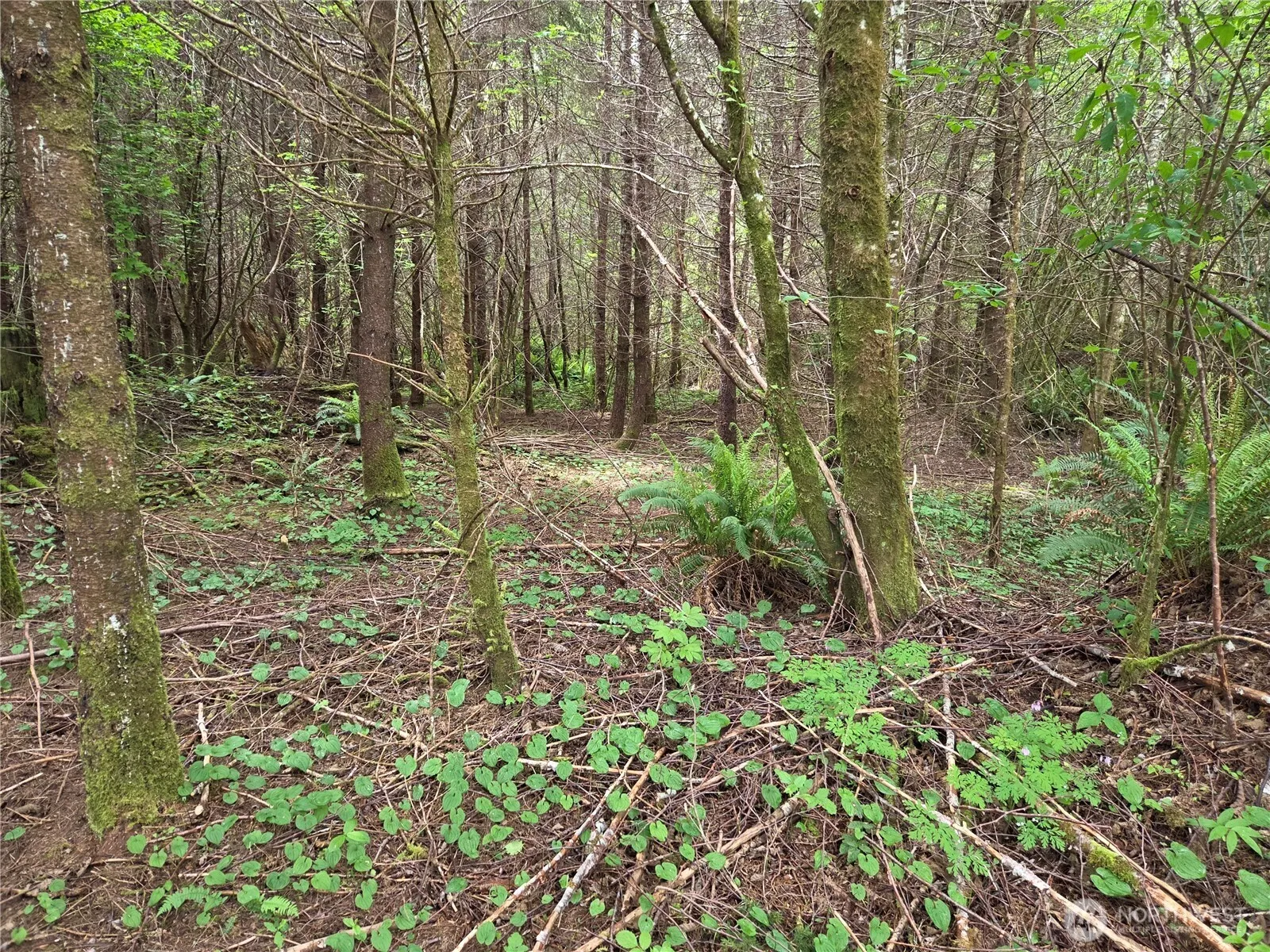 Property photo for 13 Beaver Hill Lane, Montesano