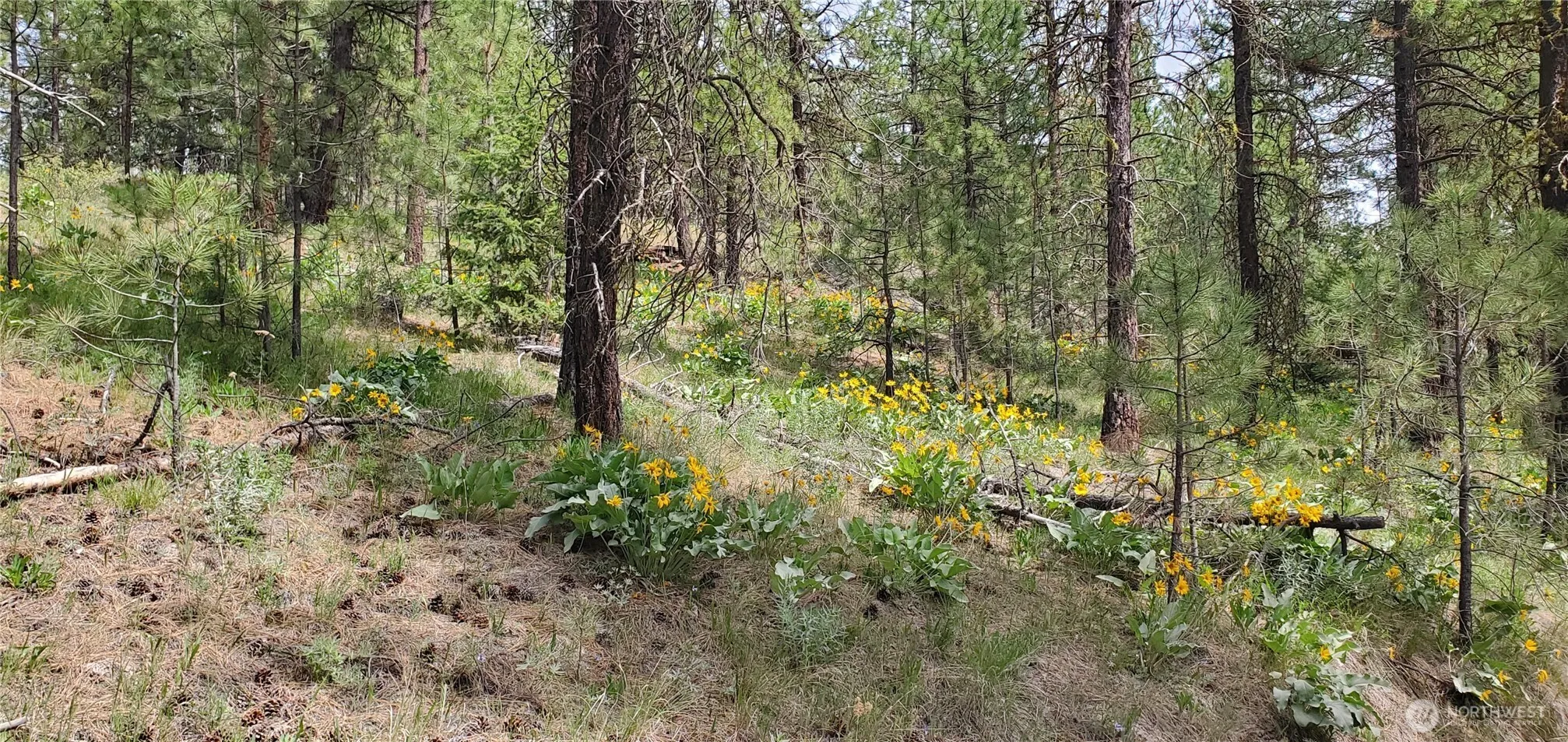 Property photo for 6 Lot Okanogan River Ranches Div 1, Tonasket photo 5
