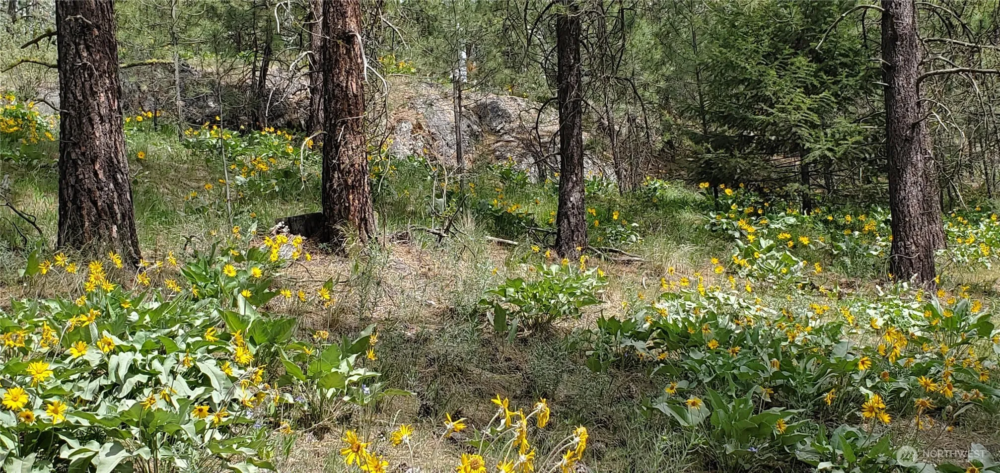 Property photo for 6 Lot Okanogan River Ranches Div 1, Tonasket photo 4